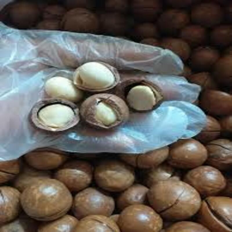 1 BỊCH QUẢ MẮC CA (MACADAMIA) KHÔ, HÀNG LOẠI 1, CAM KẾT CHẤT LƯỢNG