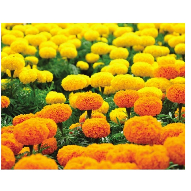 Phân bón Đầu Trâu MK 501 30-15-10 chuyên hoa lan cây cảnh 100gram