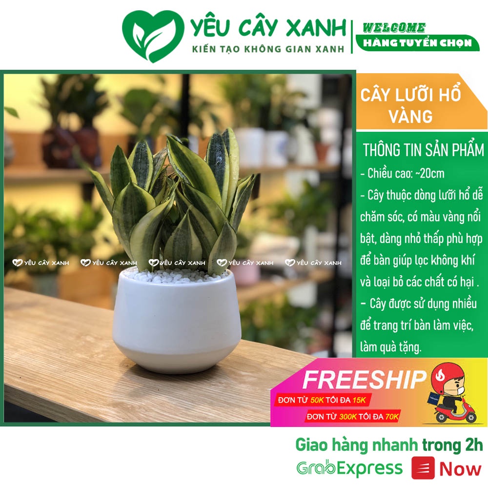 Cây Lưỡi Hổ Vàng để bàn ( Cây Lưỡi Mèo)