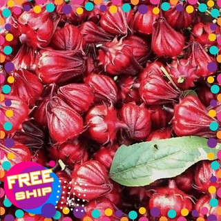 5 Hạt giống Atiso đỏ (Bụt dấm) (tặng gói Kích nẩy mầm và Hướng dẫn) TRỢ GIÁ KHUẾN MẠI TẾT