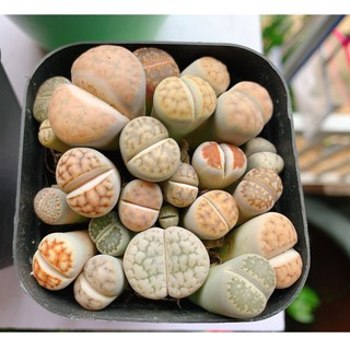 sen thạch lan , sen mông , Lithops 1 năm tuổi