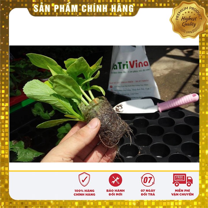 Hạt giống hoa hướng dương viên nén xơ dừa và hạt giống rau các loại