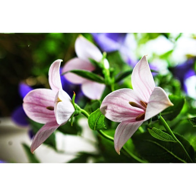 Hạt giống hoa năm cánh nhiều màu- gói 0,2gr