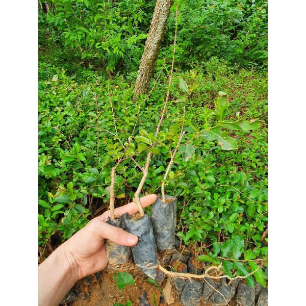 Cây Giống Hoa Tường Vi, Cây Cảnh Trang Trí Sân Vườn, Lối Đi, Hoa Nở Đẹp Vào Mùa Hè (ẢNH THẬT - Cao 20-30cm)