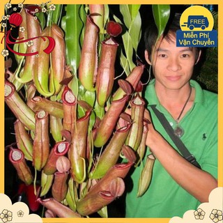 Hạt Giống Cây Nắp Ấm