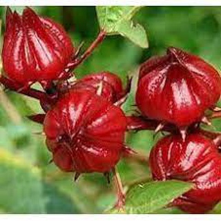 200 hạt giống atiso đỏ cây cao từ 1,5 - 2m