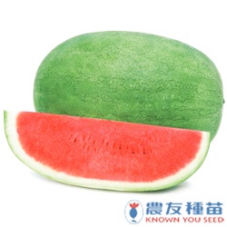 Hạt giống dưa hấu Hoa Liên nặng 12-15kg/quả - tỷ lệ nảy mầm 85%