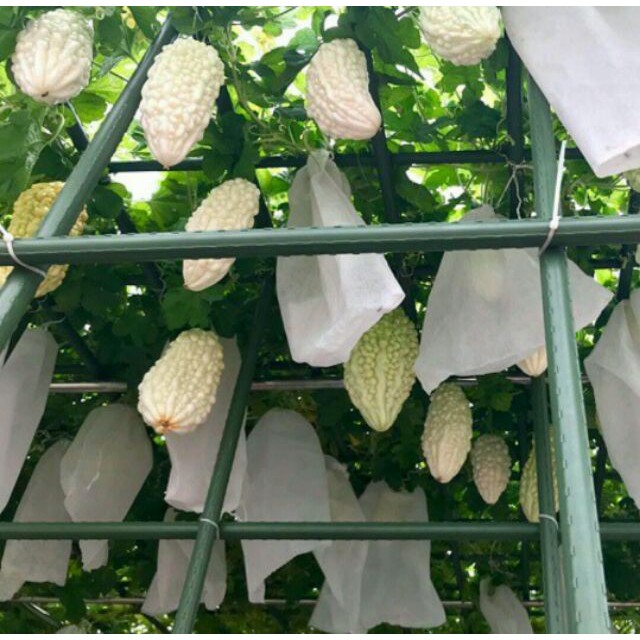 HẠT GIỐNG KHỔ QUA BẠCH TUYẾT F1 789 - GÓI 5 HẠT