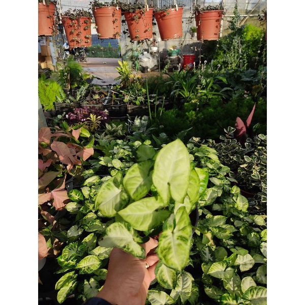 Chậu cứng Syngonium pixie