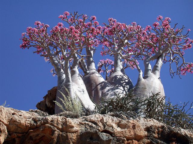 Hạt giống sứ Thái kim tự tháp Soco (sứ chân dài) chuyên kéo chân, tạo thế bonsai