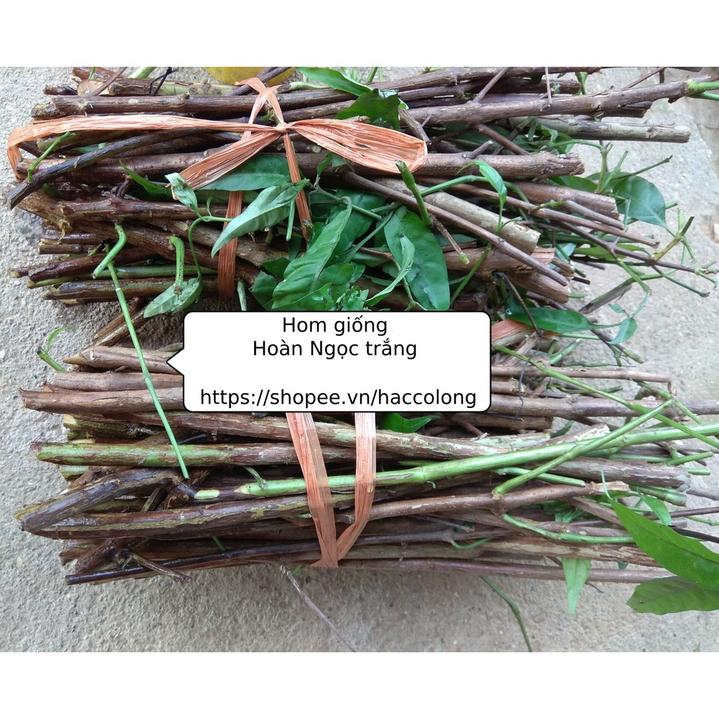 Hom giống cây Hoàn Ngọc Trắng - cây xuân hoa - nhật nguyệt - tu lình - con khỉ - trạc mã - mặt quỷ