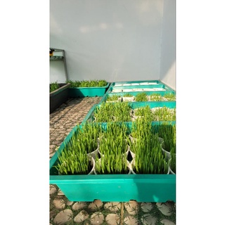 hạt giống cỏ mèo, cỏ lúa mì 500g