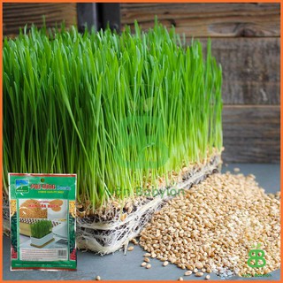 Hạt Giống Cỏ Lúa Mì , Dễ Trồng Quanh Năm, Nảy Mầm Tốt, Dinh Dưỡng Cao Phú Nông - Gói 100G
