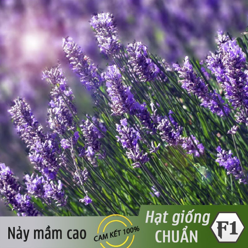 Hạt Giống Hoa Oải Hương (Hoa Lavender) Cắt Cành hoặc Trồng Chậu - RẠNG ĐÔNG, HẠT GIỐNG TỐT