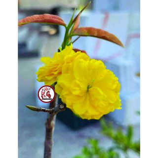 Hoa mai Cúc Quý Phi_ cây ghép chuẩn