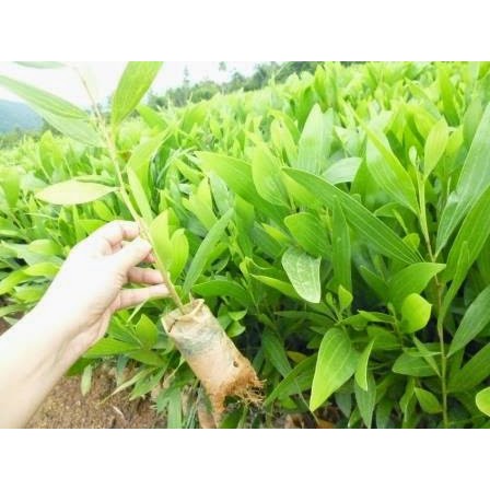 Cây Keo Lai Lá Tràm Giống Lấy Gỗ - Cao 30-40cm