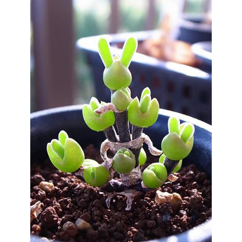 Hạt giống cây Tai thỏ Monilaria Obconica tỷ lệ nảy mầm cao nhất