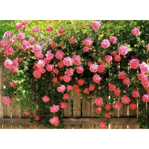 Combo 10 Gốc hoa hồng leo pháp leo tường ban công - Cây giống từ gốc hồng tỉ lệ nảy mầm 100%
