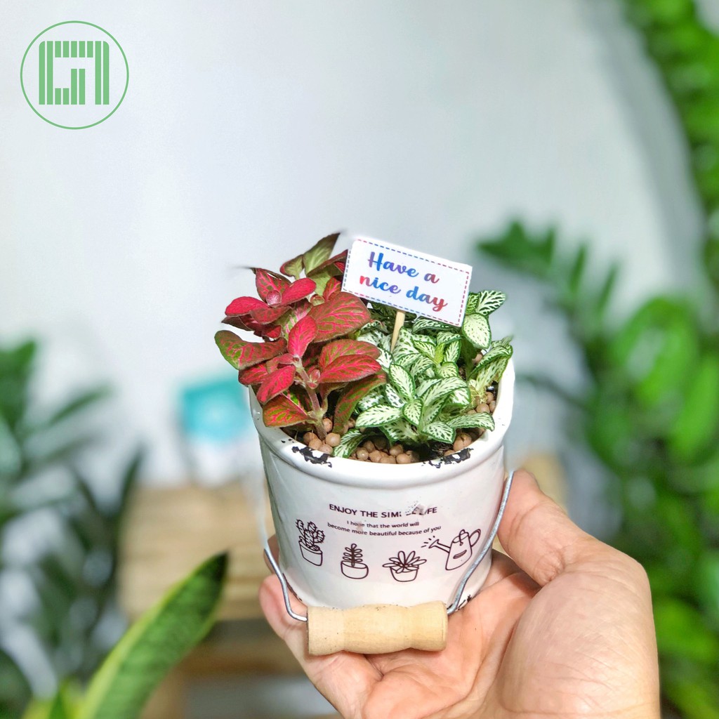 Set Lá May Mắn (Lá Cẩm Nhung / Fittonia) Kèm Chậu Men Xô Mini - Goc Garden