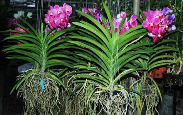 Phong lan vanda đủ màu