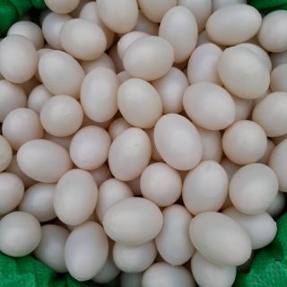 Trứng bồ câu giả