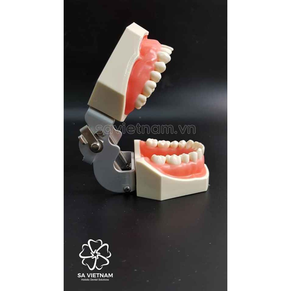 Mẫu hàm răng tiêu chuẩn có thể thay răng dùng thực hành mài cùi trong nha khoa thẩm mỹ
