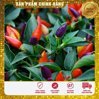 Hạt Giống Ớt Kiểng Nhiều Màu(30 hạt) Đức