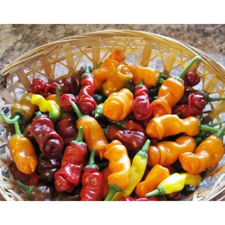 10H - HẠT GIỐNG ỚT CU TÍ