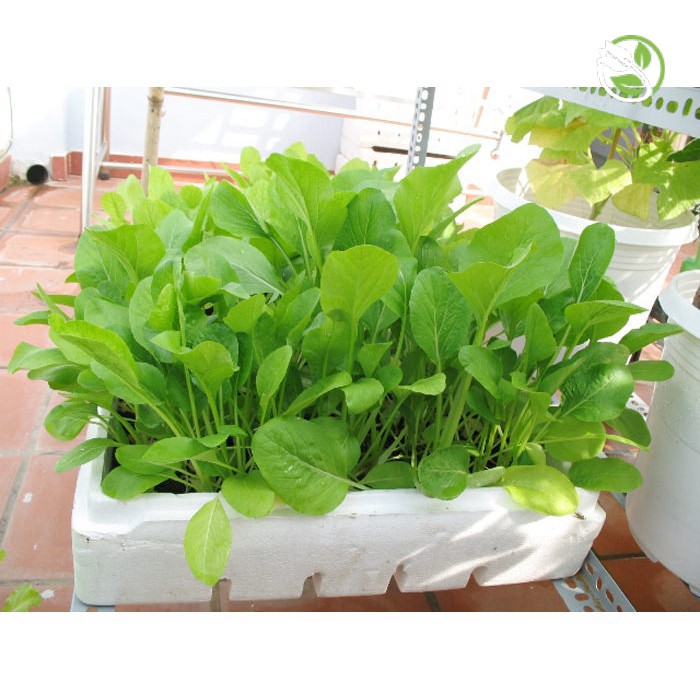 Hạt giống Cải Ăn Non Baby PN-912 Phú Nông - Gói 20g - Baby Leaf Mustard