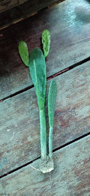 Xương rồng tai thỏ dáng trụ 40cm