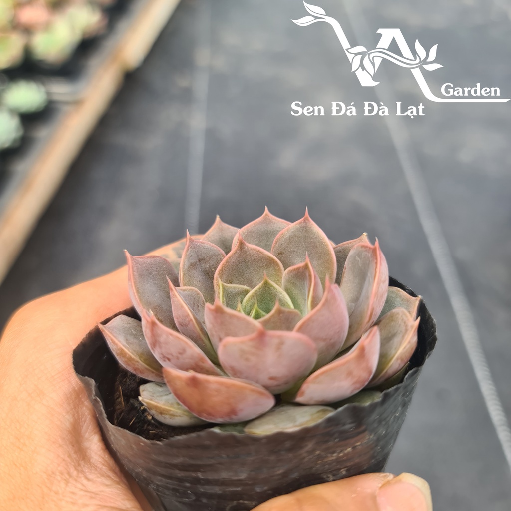 Sen Đá BÔNG HỒNG TÍM size bầu 5-8cm VA Gaden - lỗi 1 đổi 1