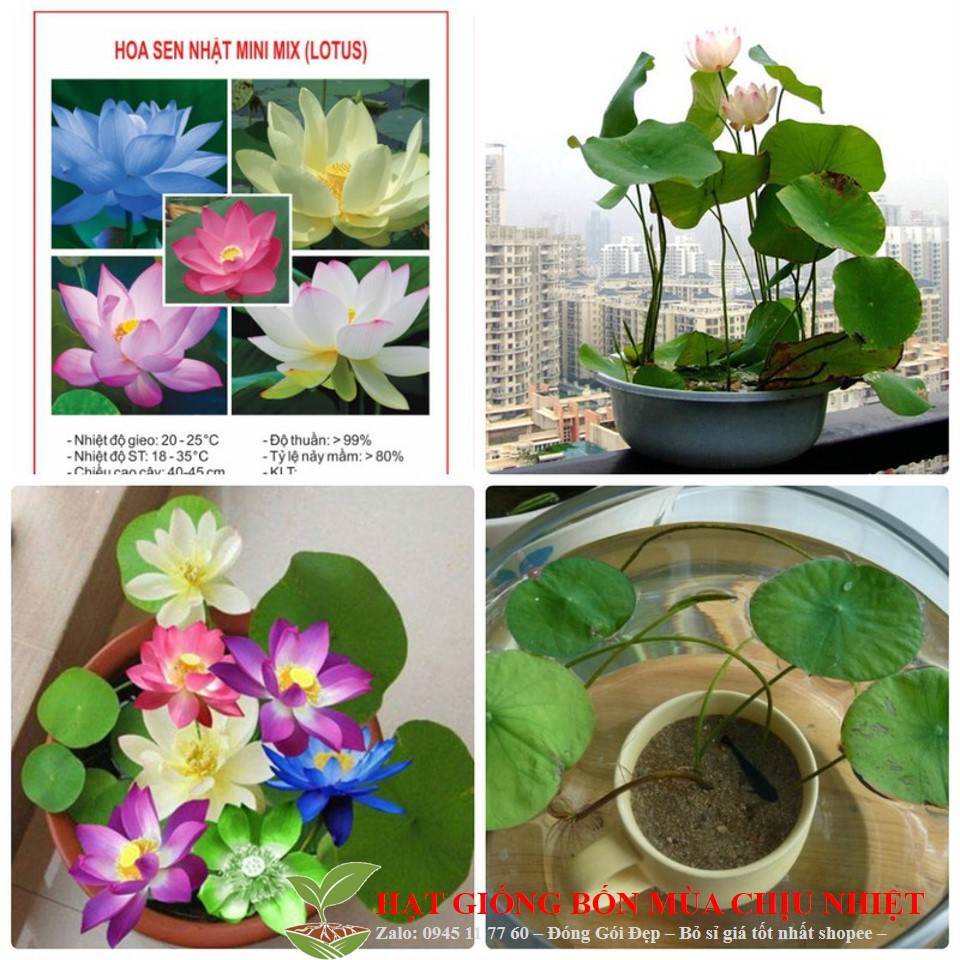 Hạt Giống Sen Mini Nhật 8 Hạt (8 Màu)
