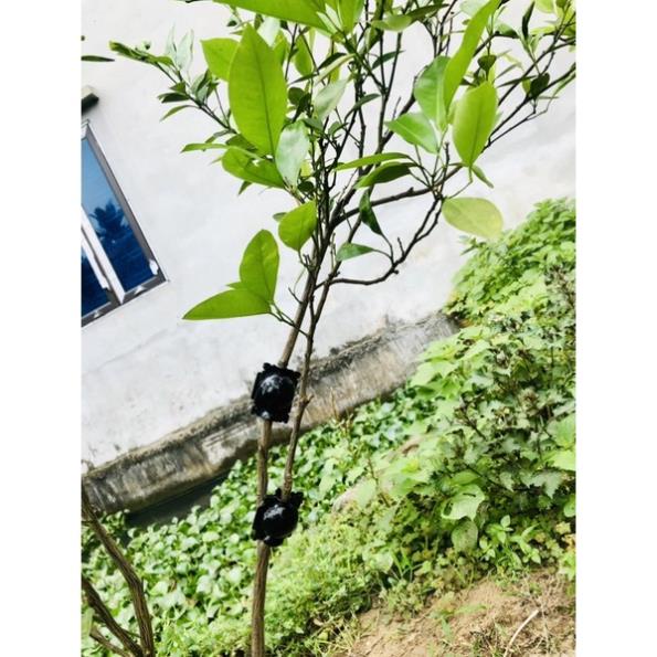 Bầu chiết cành cao cấp đủ kích thước, tăng khả năng ra rễ, chống úng cành chiết, tái sử dụng trên 5 năm