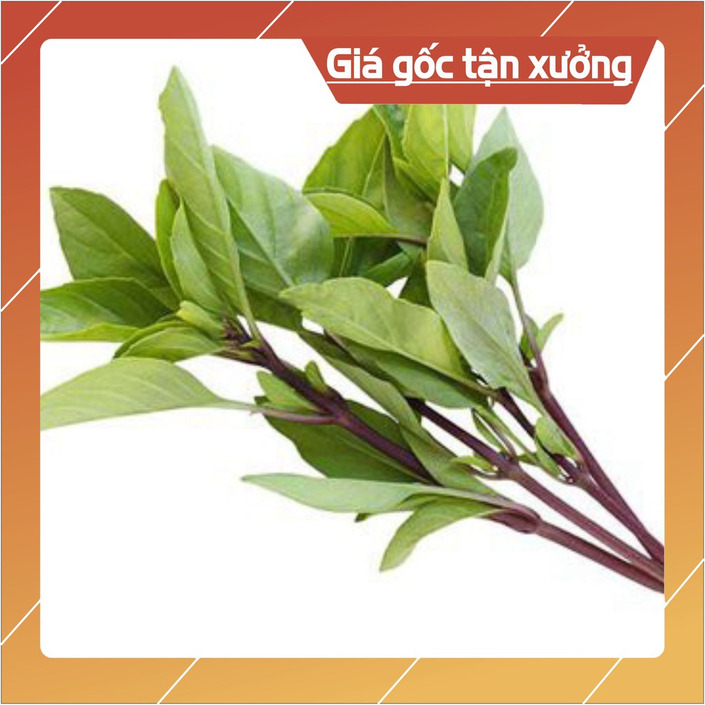 10Gr Hạt Giống Húng Quế (Hàng Loại 1)