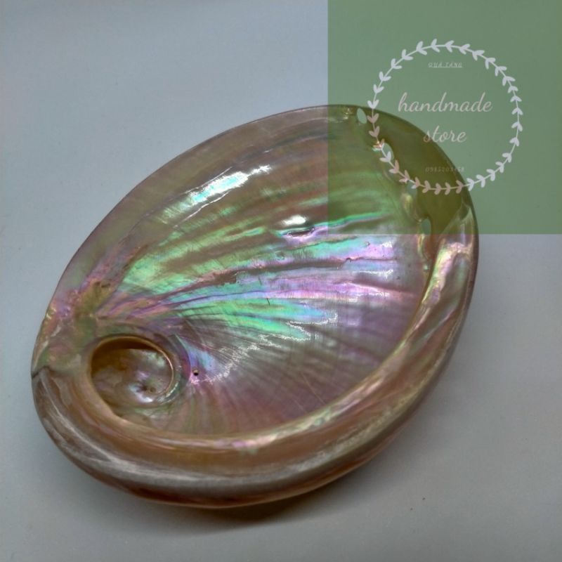 ĐĨA ỐC New Zealand - Natural Abalone Shell cao cấp