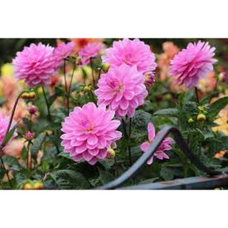 hạt giống hoa thược dược lùn 50 hạt