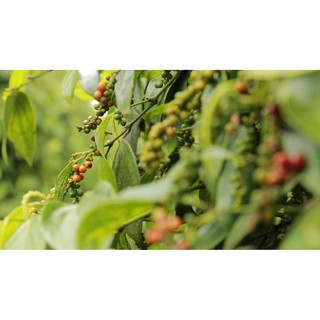 Tiêu hạt daklak 500gr