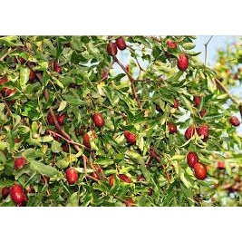 giống Táo Đỏ Tân Cương - hàng Thượng Hạng Có Thể Ra Hoa Kết Quả Trong Thời Tiết Rất Khắc Nhiệt Hơn 40 Độ Và Quả Tự Khô T