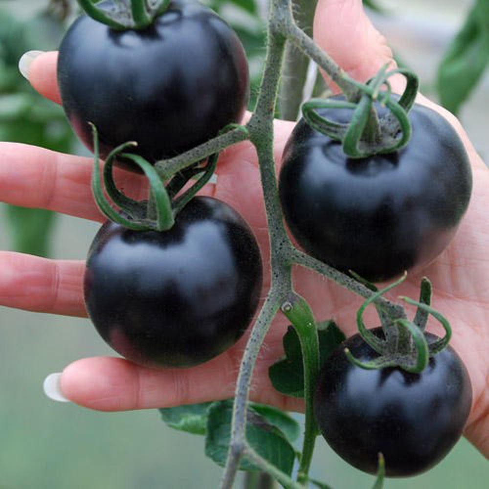Hạt Giống Cà Chua Bi Đen Giàu Dinh Dưỡng Ăn Ngon Gói 20H