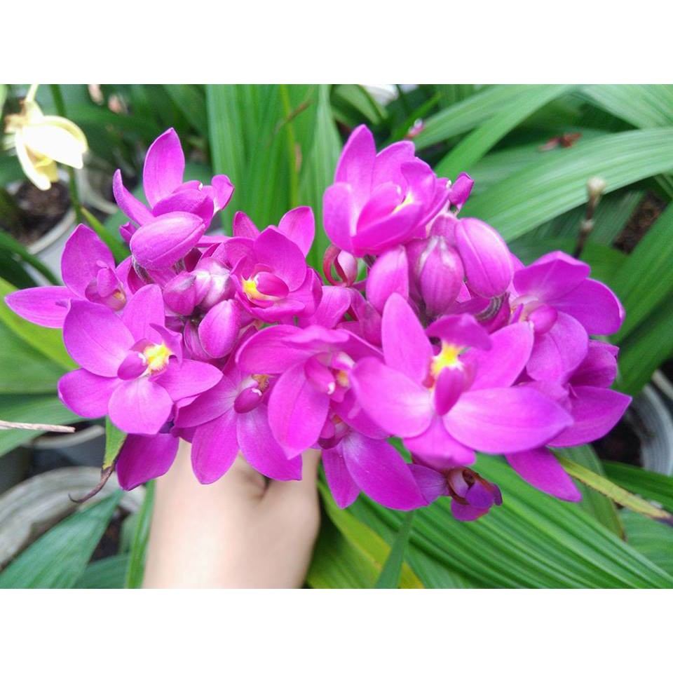 CHẬU GIỐNG HOA ĐỊA LAN CHU ĐỈNH HỒNG TÍM (ĐỊA LAN CHU ĐINH MÀU HỒNG TÍM) + Tặng 01 cây dâu da đất( bòn bon)