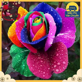 Hạt Giống Hoa Hồng Bảy Màu
