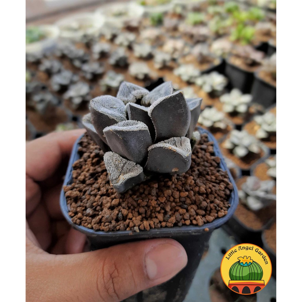 Sen đá kim cương Haworthia Pygmaea - giá rẻ - dễ chăm