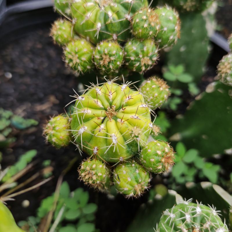 Xương rồng Matucana lem tháp - Size cây 4cm - Lem vàng xanh
