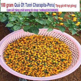 100 gram Quả Ớt Charapita-peru (tặng gói 40H hạt gióng)