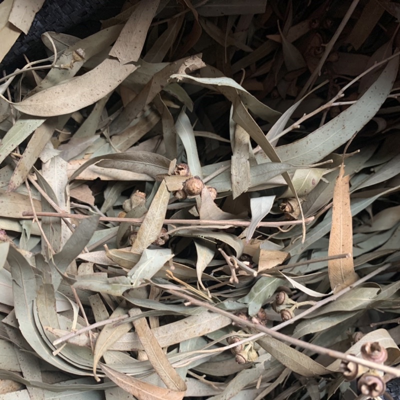 Lá Bạch Đàn Chanh Sấy Khô Xông Giảm Viêm Xoang, Cảm Cúm