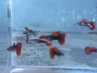 Guppy HB Red size 2 tháng siêu đẹp