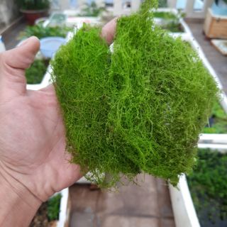 Rong Tóc Tiên - 🍁🍀[ Sư tầm loài hiếm ] - Dể sinh trưởng và phát triển, làm sạch nước 🍃💦