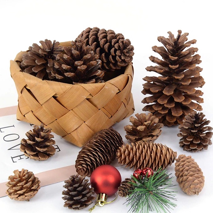 Quả/Trái thông khô nhiều size nở đều đẹp/ Lá khô tự nhiên chụp ảnh sản phẩm / bó rơm vàng