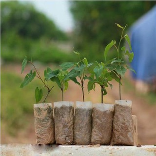 Cây Hà Thủ Ô Đỏ (Giao Đằng, Dạ Hợp)