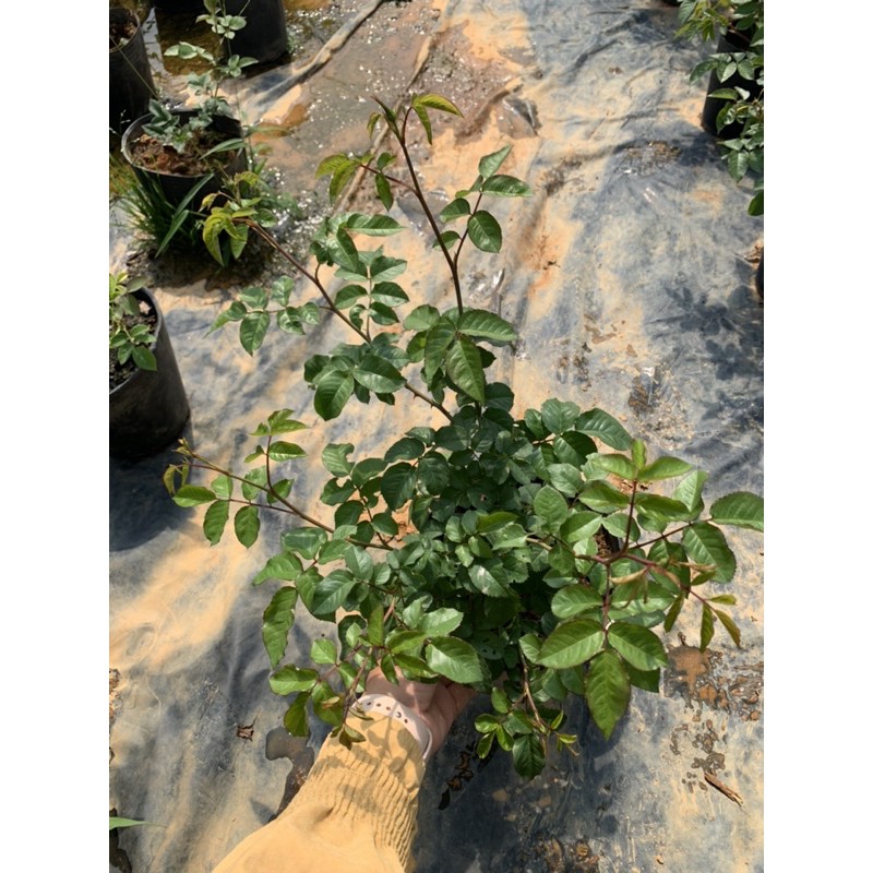 Cây hoa hồng leo KATE màu hồng tím - cây nguyên chậu cao 50-60cm. thienan22916